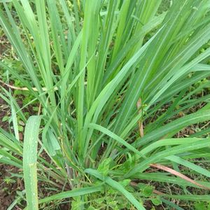 Lemon Grass 2 Plants