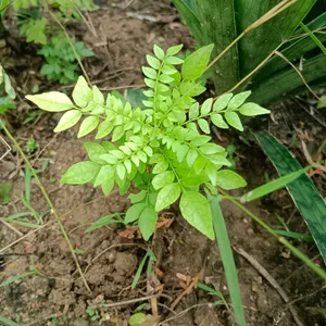 2 Healthy Curry Leaf Plants