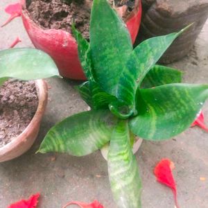 Mix 5 Variety Snake Airpurifying Plant With Root