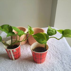 Two Planter & Free 2 live plants