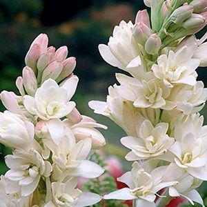 White Scented Lilly Bulbs