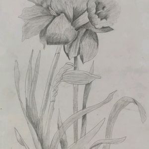 Beautiful Flower Drawing