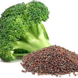 Broccoli Seeds हरी गोभी/ब्रोकली के बीज)