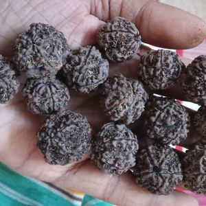 Rudraksha