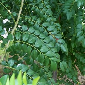 Curry Leaf 🌿 Plant Seeds