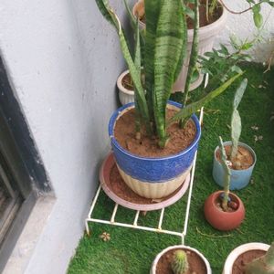 Plant With Pot