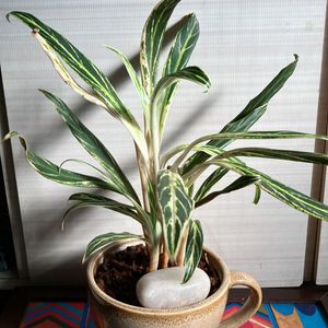 Chinese Evergreen Bai Kaw Indoor Plant