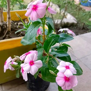 Light Pink Hybrid Periwinkle Sadabahar Seeds