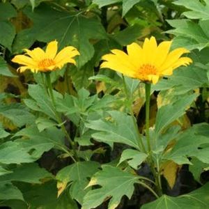 Tithonia Suryakantha Plant Cutting With Root