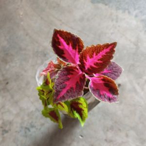 3 Shades Coleus Plant