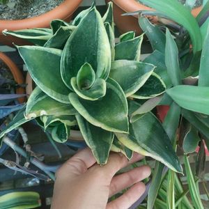 Dwarf Varigated Snake Plant