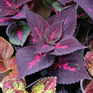 Coleus Cutting