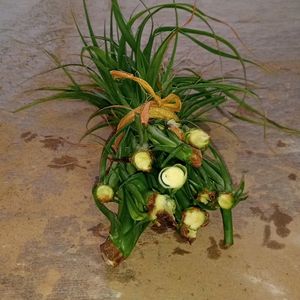 NOLINA PALM OFFSETS