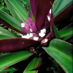 Moses In The Cradle Plant