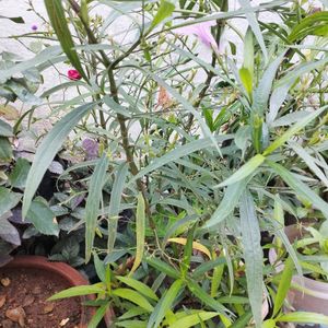 Pink Ruellia tuberosa flower or popping pod bloom