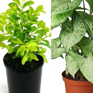 Plants Combo Offer 🌿🌿sygonium + Golden Duranta