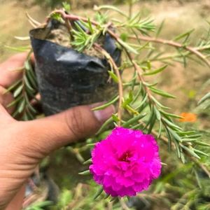 Dark Pink Portula Plant 🌺