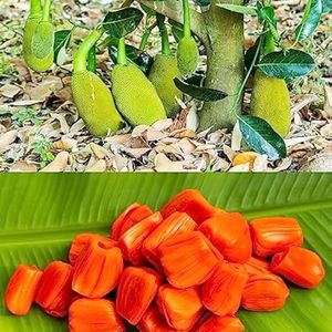 Jackfruit Live Plant Pack Of 1