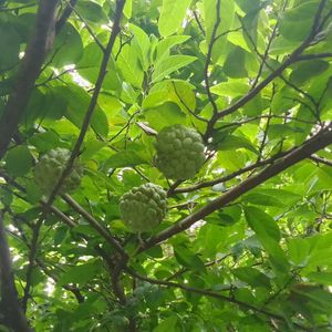 Highbrid Custard Apple Plant