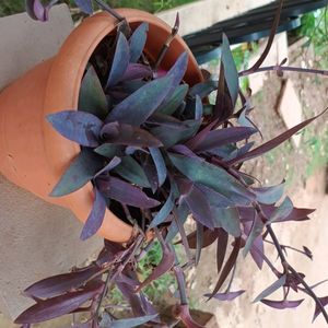 Purple Heart Queen Plant