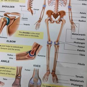 The Skeletal System Charts