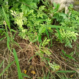 2 Curry Leaf Plants