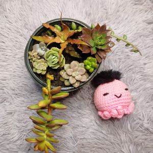 SUCCULENTS COMBO of 9