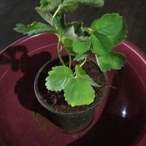 Strawberry Plant Live