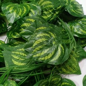 Money Plant🌱 Leaf 🍃🍀 10 Pcs