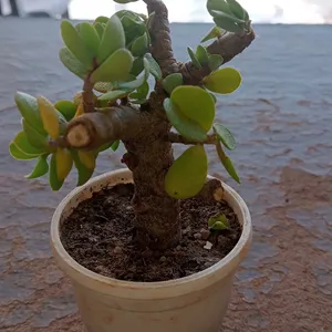 BONSAI GOOD LUCK PLANT