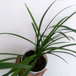 Spider Plant With Pot