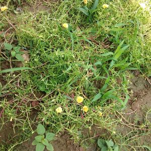 Portulaca Flowers