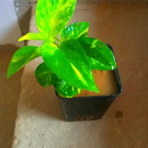 Variegated Money Plant