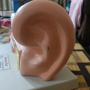 Ear Model...New Not Used