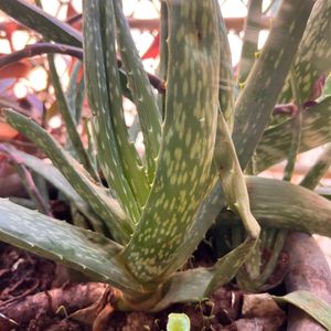 Large  Aloe Vera Plant With Roots