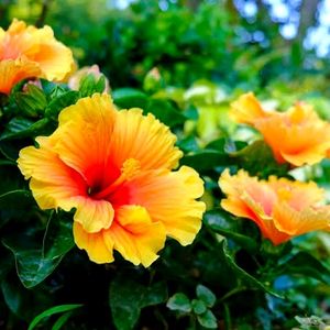 Yellow Hibiscus Plant Cutting (Plane Yello)