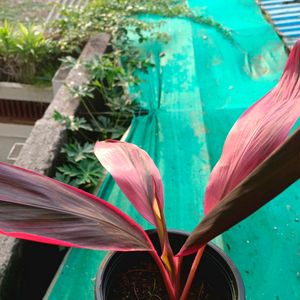 Varigated Cordyline Fruticosa Plant Well Rooted