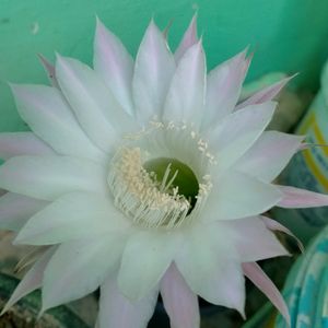 Echinopsis Purple White