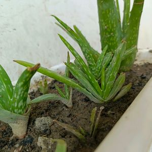 Aloe Vera Plant 🌱 Pack Of 1