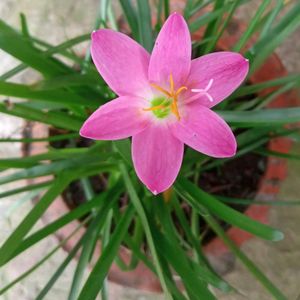 Rani Lily Plants