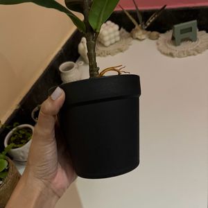 Artificial Rubber Plant