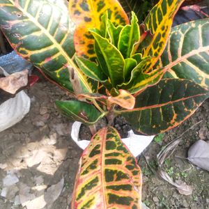 Garden Fire Croton With Healthy Root