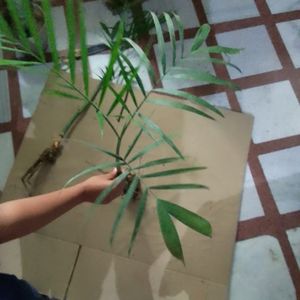 Combo Of Aloevera And Bamboo Palm Plant