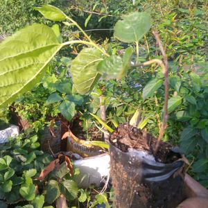 Hybrid Mulberry Plant