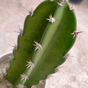 Fairy Castle Cactus