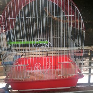 Bird Cage