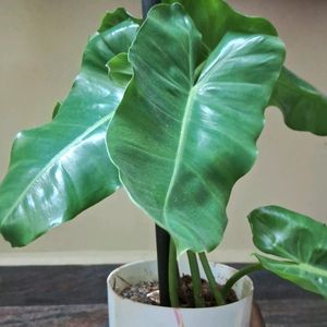 Philodendron Burle Max 4" Rooted Plant