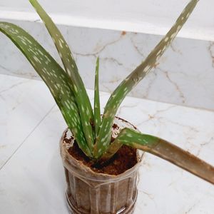 Aloe Vera Plant 🪴