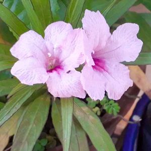 Red Canna Lilly Sapling