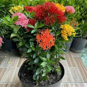 Multicolored Ixora Live Plant